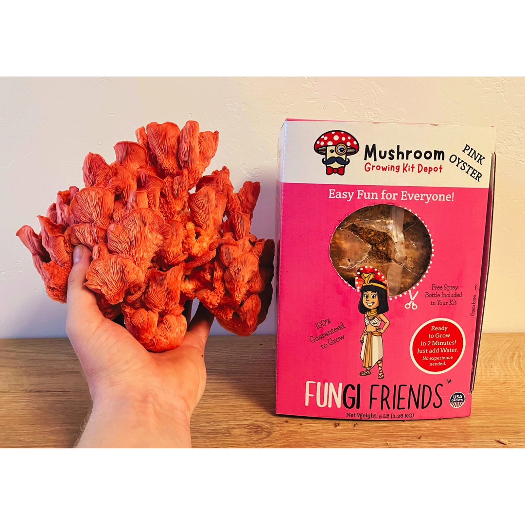 Cleopashrooma - Pink Oyster Mushroom Grow Kit - 5 LBS (with box) displayed with vibrant pink oyster mushrooms.