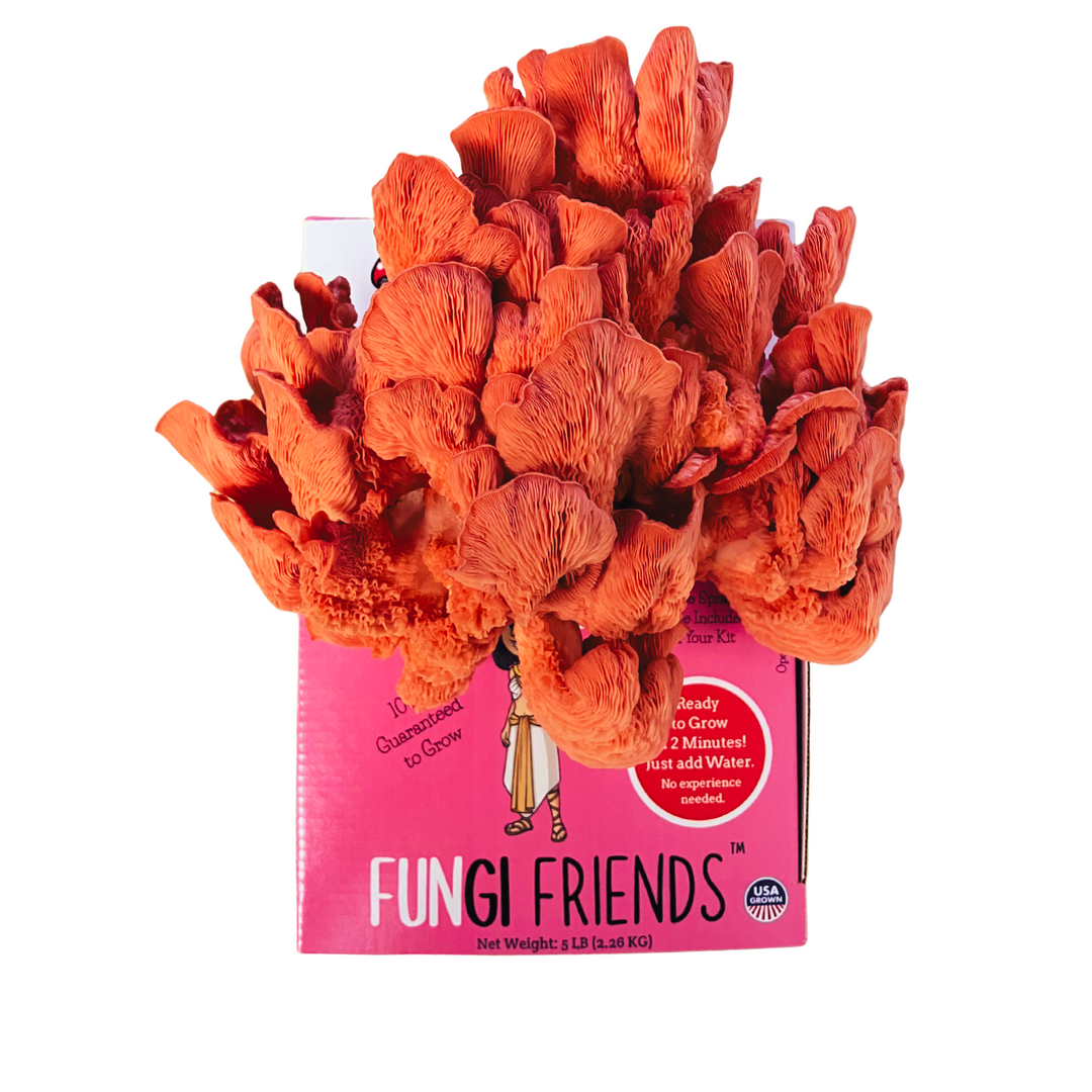 Cleopashrooma - Pink Oyster Mushroom Grow Kit - 5 LBS (with box) featuring vibrant pink oyster mushrooms.