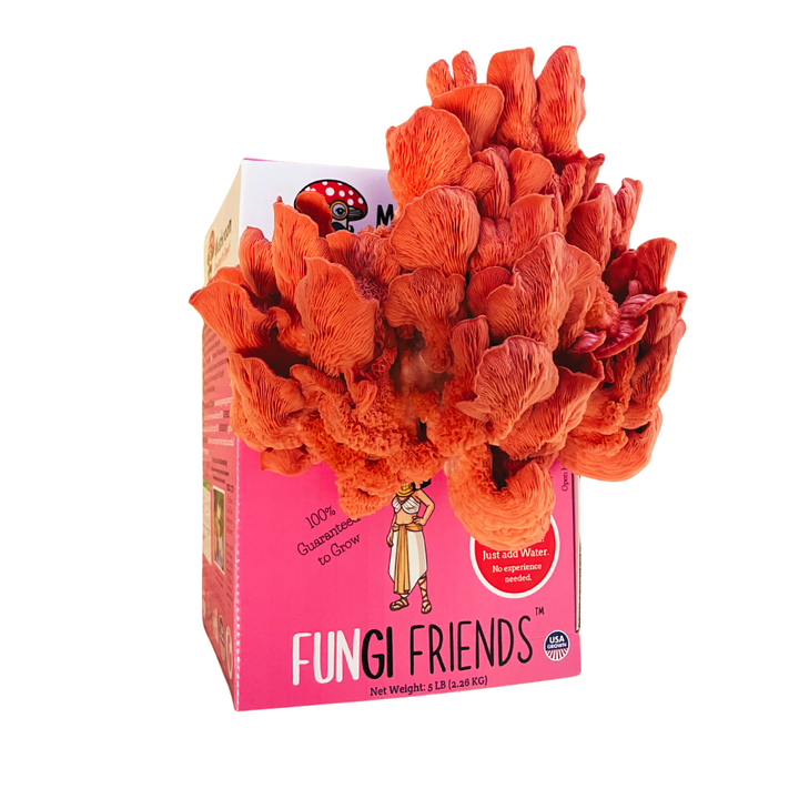 Cleopashrooma - Pink Oyster Mushroom Grow Kit - 5 LBS (with box) showing vibrant mushrooms growing.