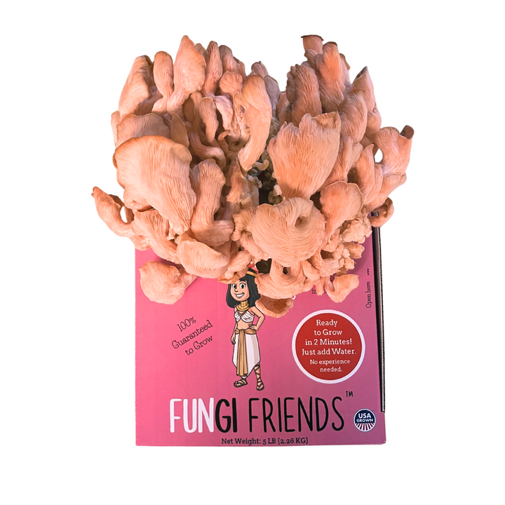 Cleopashrooma - Pink Oyster Mushroom Grow Kit - 5 LBS (with box) featuring vibrant mushrooms on the packaging.