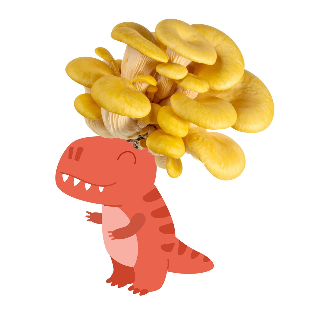 Fungisaurus Rex - Gold Oyster Mushroom Grow Kit - 5 LBS (with box) cartoon character with yellow oyster mushrooms