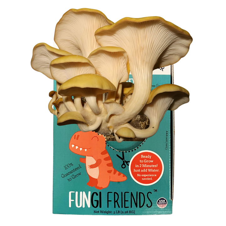 Fungisaurus Rex - Gold Oyster Mushroom Grow Kit - 5 LBS (with box) featuring vibrant golden mushrooms.