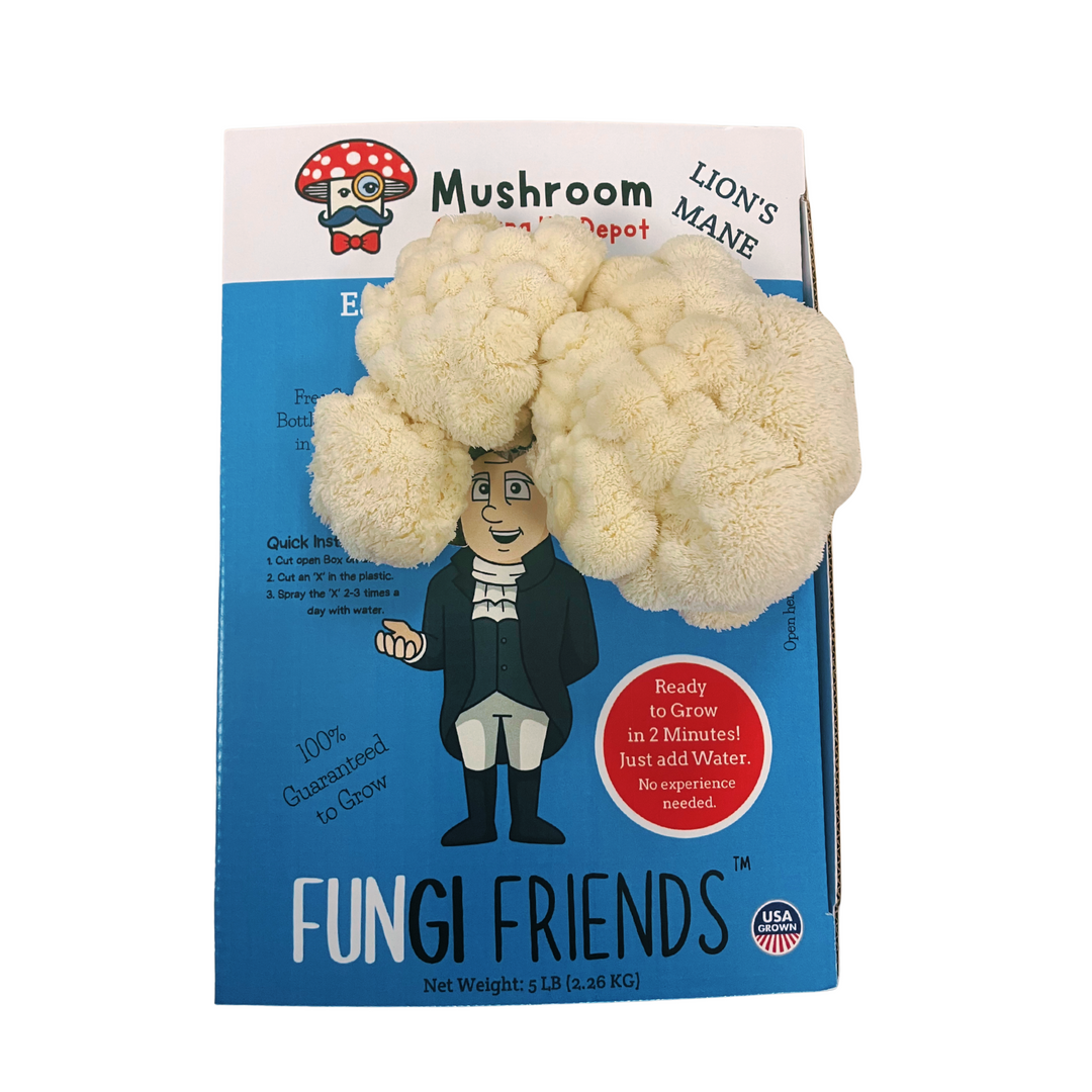 George Mushington - Lion's Mane Mushroom Grow Kit - 5 LBS (with box) featuring fresh lion's mane mushrooms.