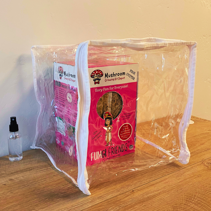 Cleopashrooma - Pink Oyster Mushroom Grow Kit - 5 LBS (with box) in a clear grow tent display.