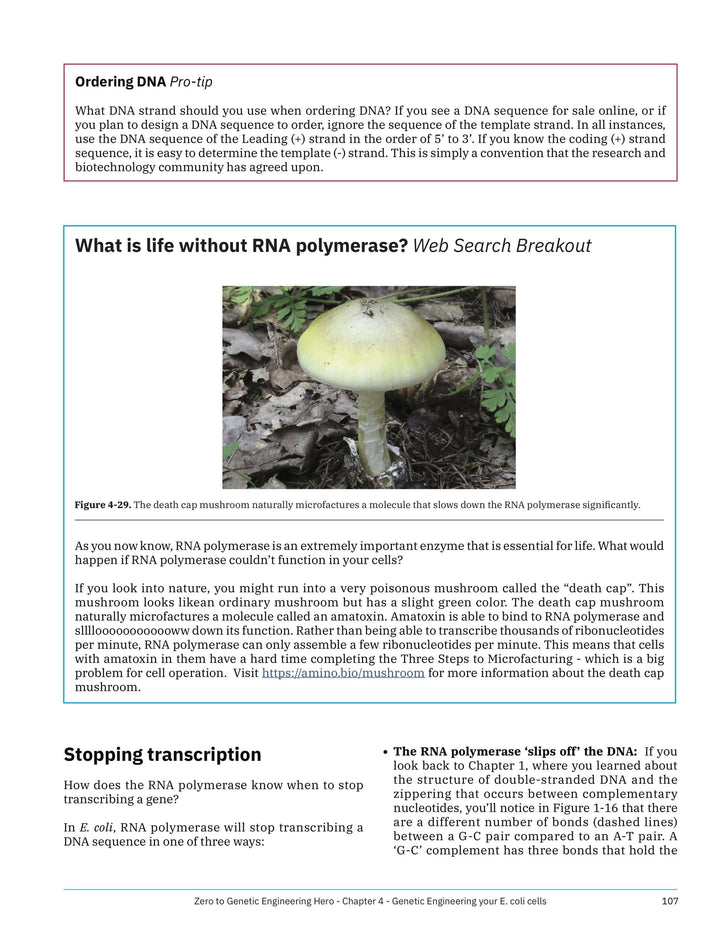 Ordering DNA for beginners, RNA polymerase - Learn what is DNA, what is a gene, cell theory, genetic engineering, bioart, biotechnology, biohacking and genetic engineering with the world&