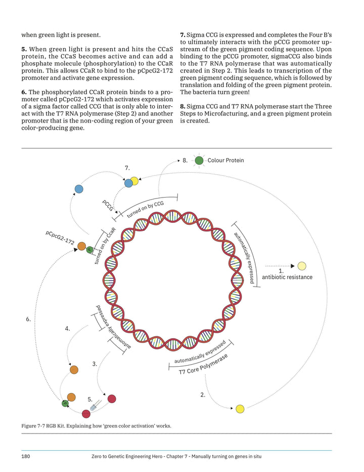 DNA plasmid map - Learn what is DNA, what is a gene, cell theory, genetic engineering, bioart, biotechnology, biohacking and genetic engineering with the world&